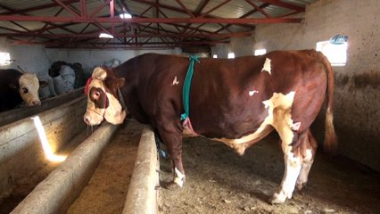 Sungurlu'da 2 tonluk kurbanlık görücüye çıktı