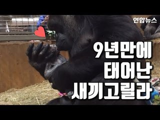 [현장영상] "아가야 뽀뽀, 쪽"…새끼 고릴라 탄생 순간 공개