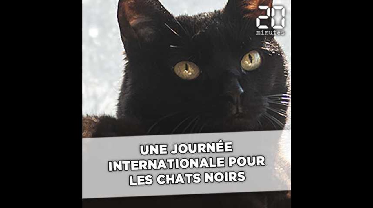 Ce vendredi, c'est la Journée internationale du chat noir
