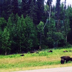 Bison Herd Relaxing on the Roadside