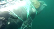 Chilean Navy Frees Trapped Whale