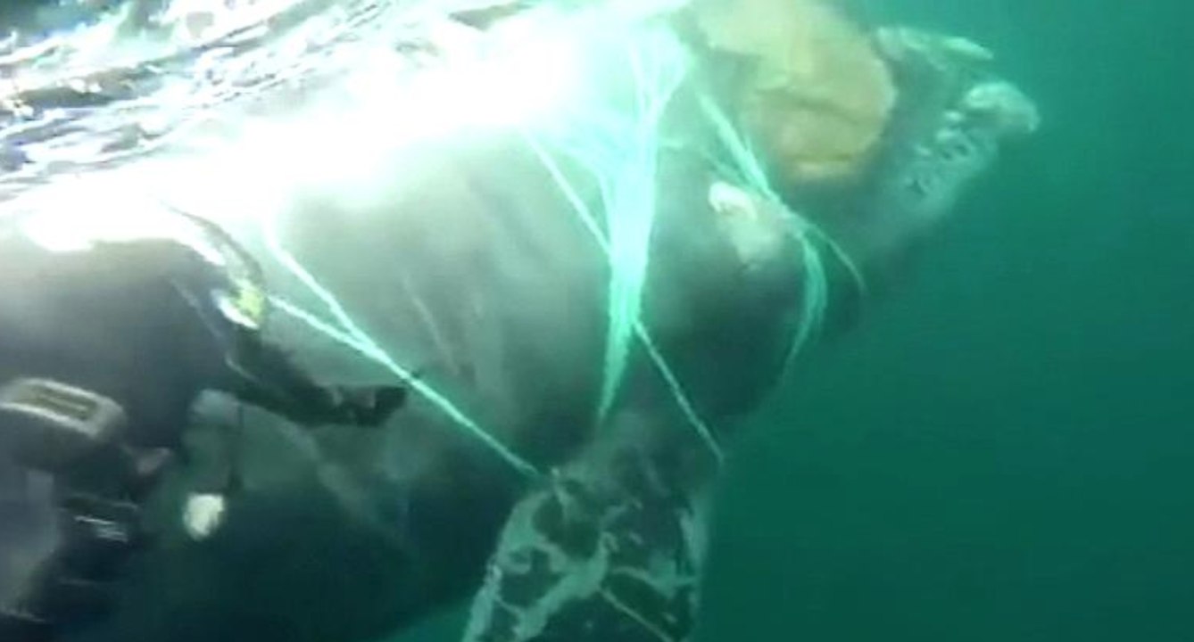 Chilean Navy Frees Trapped Whale