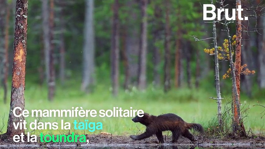 Qu Est Ce Que Le Glouton L Animal Le Plus Feroce Du Grand Nord Video Dailymotion