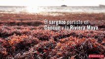 El sargazo persiste en Cancún y la Riviera Maya
