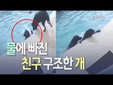 [현장] 사람보다 낫다?…물에 빠진 친구 구한 개 / 연합뉴스 (Yonhapnews)