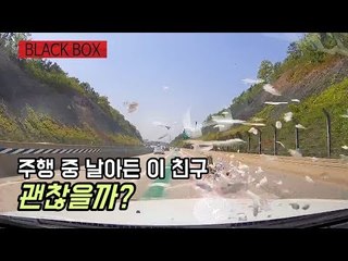 [블랙박스] 고속도로 달리던 중 새가 돌진해 온다면? / 연합뉴스 (Yonhapnews)
