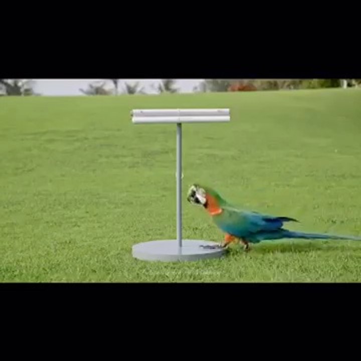 Parrot Gives a Message to Everyone(Eid Mubarak)U.P