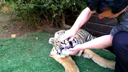 Penseyle kaplanın dişini çekmek