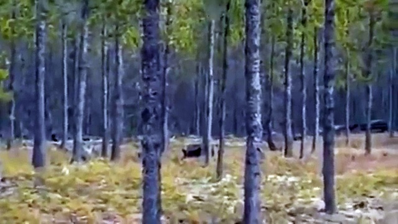 Dev kurt köpekten korktu