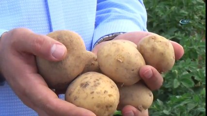 Patates Tohumunda Yüksek Verim Bekleniyor !