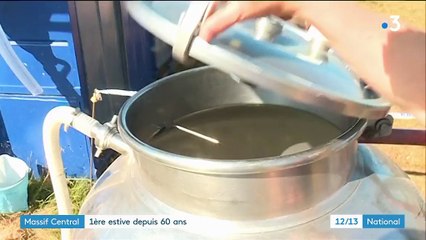 Massif Central : des vaches en estive pour la première fois depuis soixante ans