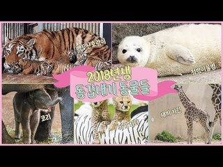 백두산 호랑이·코리·치타 등 '2018년생 동갑내기' 동물들