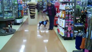 Clem, Italian Greyhound with new shoes