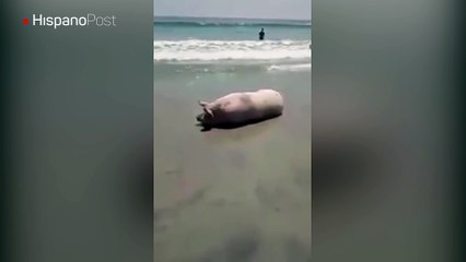 En México hay un cerdo al que le encanta ir a la playa a darse un chapuzón