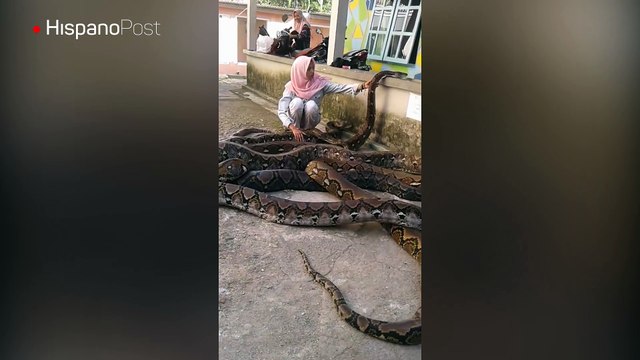 Conozca a una de las valientes mujeres que cuidan a unas enormes serpientes pitón