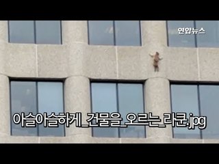 [현장]  '20시간 구조작전'…25층 외벽 타던 너구리 어떻게 됐나? / 연합뉴스 (Yonhapnews)