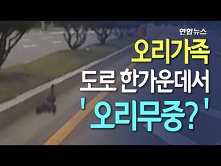 [현장] 오리가족, 도로 한가운데서 '오리무중?' / 연합뉴스 (Yonhapnews)