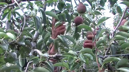 MÉTÉO/ Les arbres fruitiers ont manqué d'eau - 17/08/2018