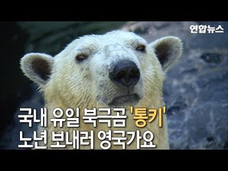 [현장] 국내 유일 북국곰 '통키' 영국 가요~ / 연합뉴스 (Yonhapnews)
