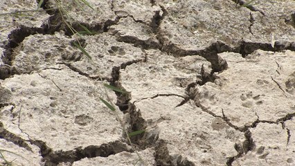 도서지역 가뭄 극심...벼·옥수수 '바싹바싹' / YTN