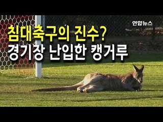 [현장] 침대축구의 진수?…축구 경기 도중 난입한 캥거루 / 연합뉴스 (Yonhapnews)