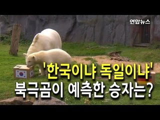 [현장] '한국이냐 독일이냐'…북극곰이 예측한 승자는? / 연합뉴스 (Yonhapnews)