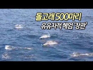 포항 앞바다에 돌고래 500마리 유유자적 헤엄 '장관' / 연합뉴스 (Yonhapnews)