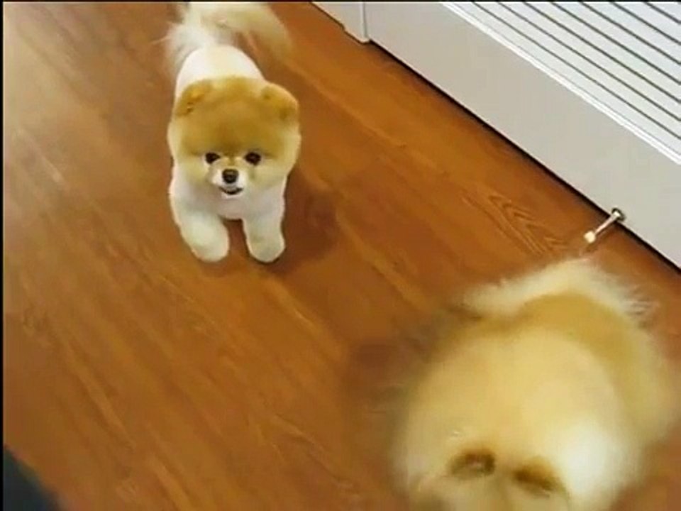 il est mimi le chien (Boo)