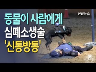 [현장] "멍멍, 정신차리세요"…개가 사람에게 심폐소생술을?!  / 연합뉴스 (Yonhapnews)