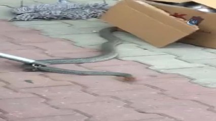 İki Metrelik Yılan Fabrikada Dehşet Saçtı