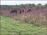 A titanic clash of nature. The group’s stallion spotted the alligator, and he chased the reptile away.Credit: storyful