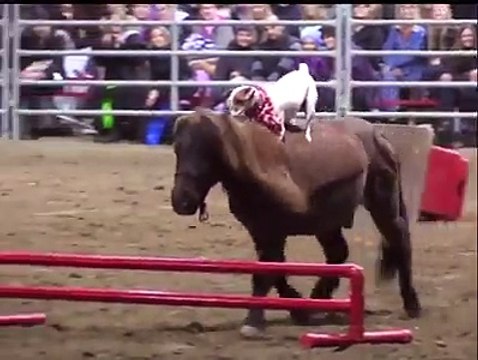The dynamic duo horse Spanky and Dally perform their tricks across America and have even appeared on the iconic Late Show with David Letterman. Credit: Barcro