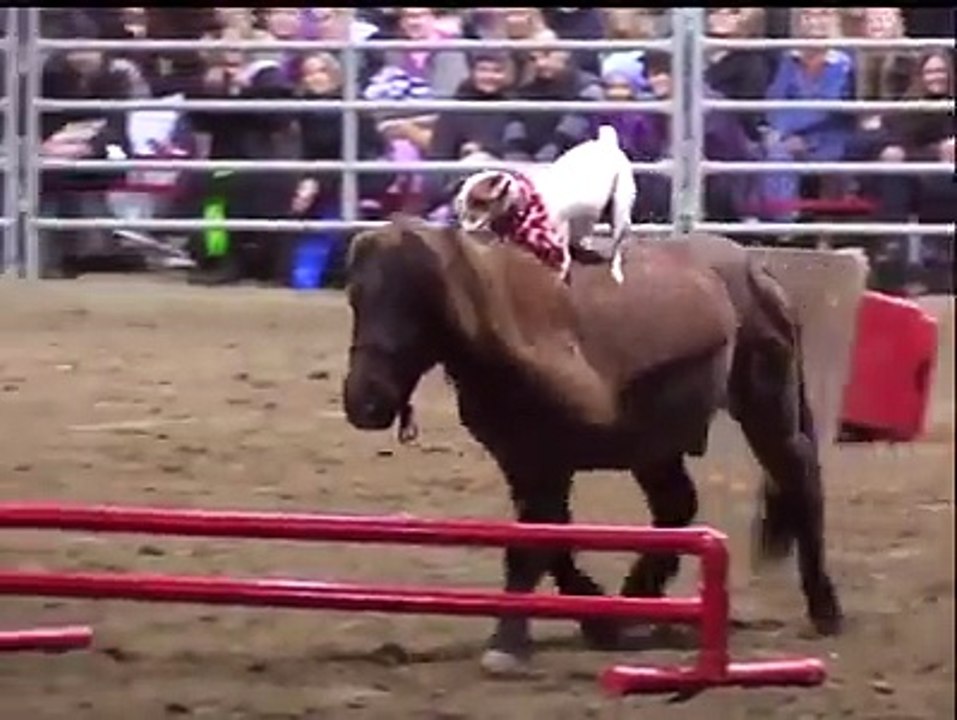 The dynamic duo horse Spanky and Dally perform their tricks across America and have even appeared on the iconic Late Show with David Letterman. Credit: Barcro