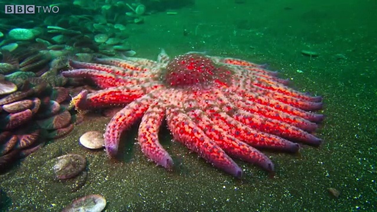 Zombie Starfish Natures Weirdest Events: Series 4 Episode 3 Preview BBC Two