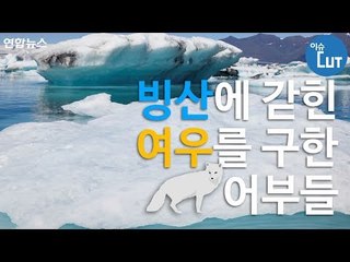 빙산에 갇힌 여우를 구한 어부들 / 연합뉴스 (Yonhapnews)