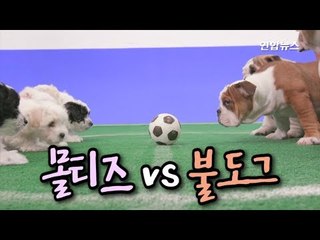 [현장] 경기중에 실례를?…'좌충우돌' 강아지 월드컵 / 연합뉴스 (Yonhapnews)