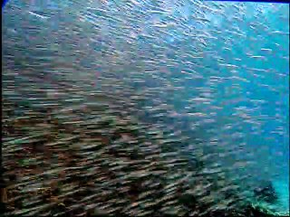 Baby Einstein  Baby Dolittle World Animals