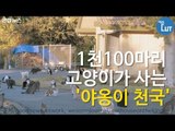 1천100마리 고양이가 사는 '야옹이 천국'/ 연합뉴스 (Yonhapnews)