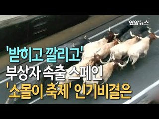[현장] '받히고 깔리고'…부상자 속출 스페인 '소몰이 축제' 인기비결은  / 연합뉴스 (Yonhapnews)