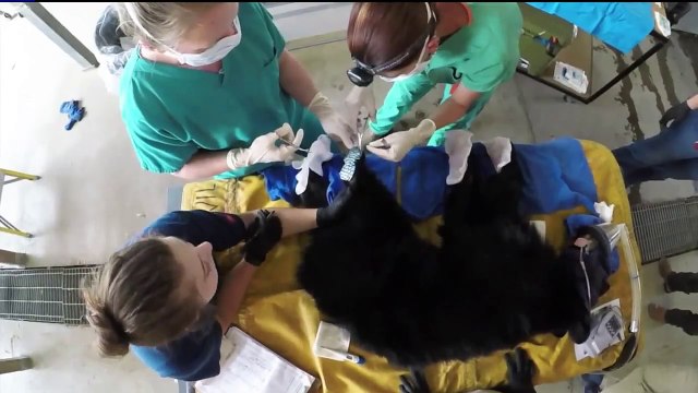 Vets Use Fish Skin to Treat Bear Cub Burned in California Wildfire
