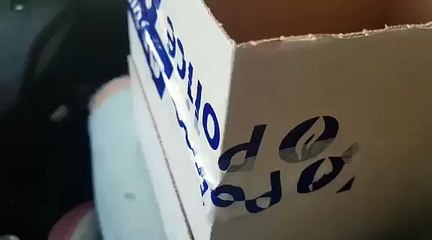 Chatons abandonnés à la police