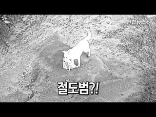 [현장] 절도범 좇던 경찰, CCTV 보더니 "헐!" / 연합뉴스 (Yonhapnews)