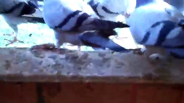 new YOUNG BIRD LOFT RACING PIGEONS