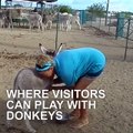 This island in the Caribbean has an entire sanctuary for injured donkey ️