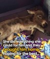 When this tiny donkey was born he was the size of a small cat, rejected and almost killed by his mother – then an angel gave him a chance at a new life...Feel
