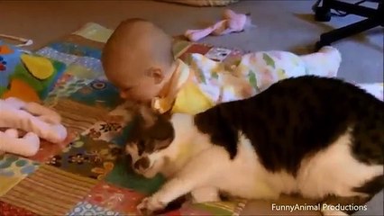 Cute Cats Babysitting Compilation