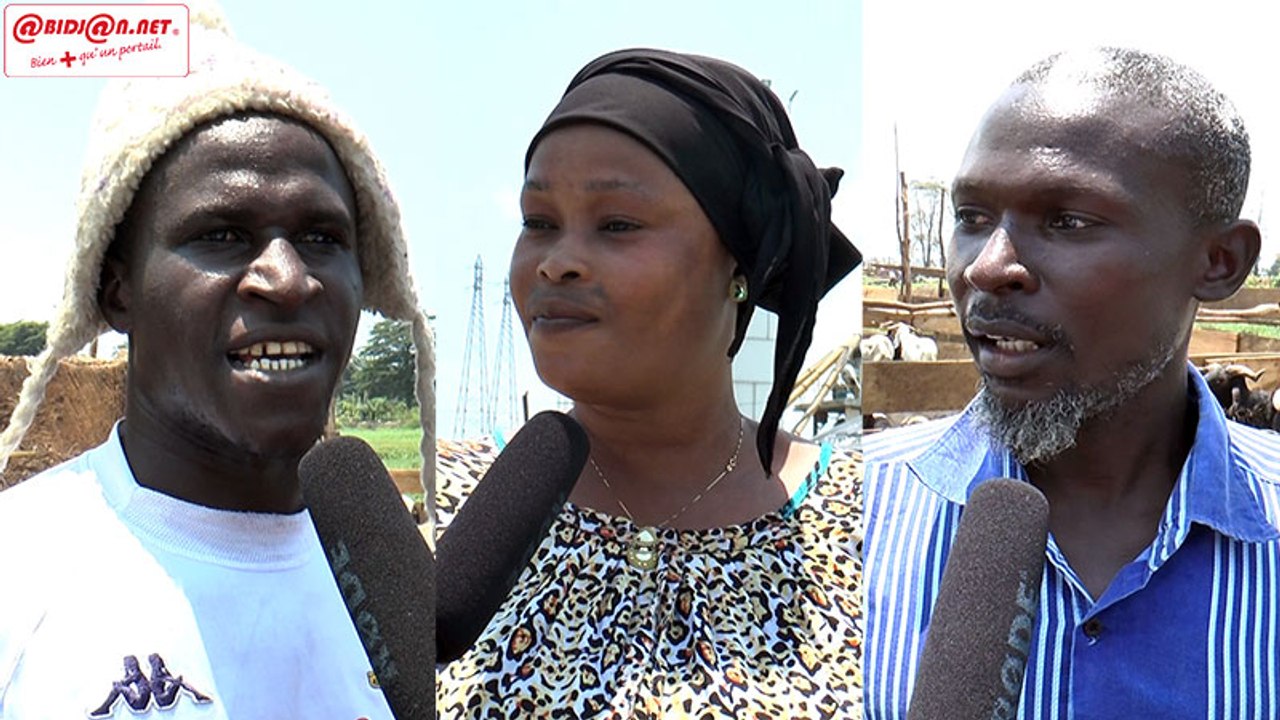 Reportage : Fête de Tabaski 2018 - Coût du bétail, activités auxiliaires, les vendeurs et clients se prononcent