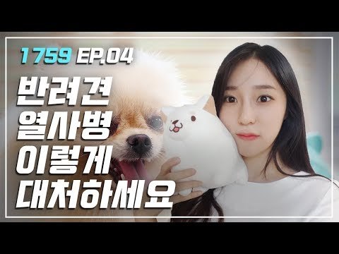 [1759] 댕댕이도 열사병이 무서워요 멍! / 연합뉴스 (Yonhapnews)
