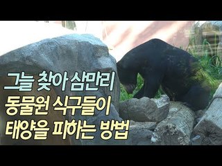 그늘 찾아 삼만리…동물원 식구들이 태양을 피하는 방법 / 연합뉴스 (Yonhapnews)
