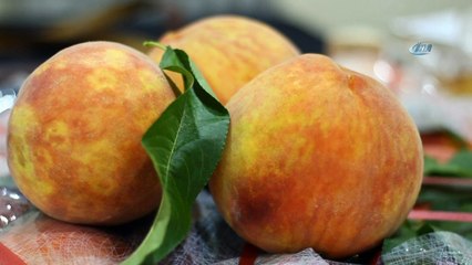 Festivalde bir ilk: Uzaya şeftali gönderildi